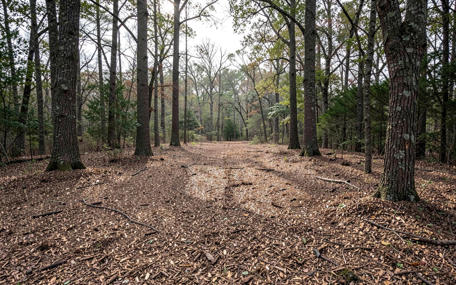 What Forestry Mulching Costs Per Acre — and What Drives the Number