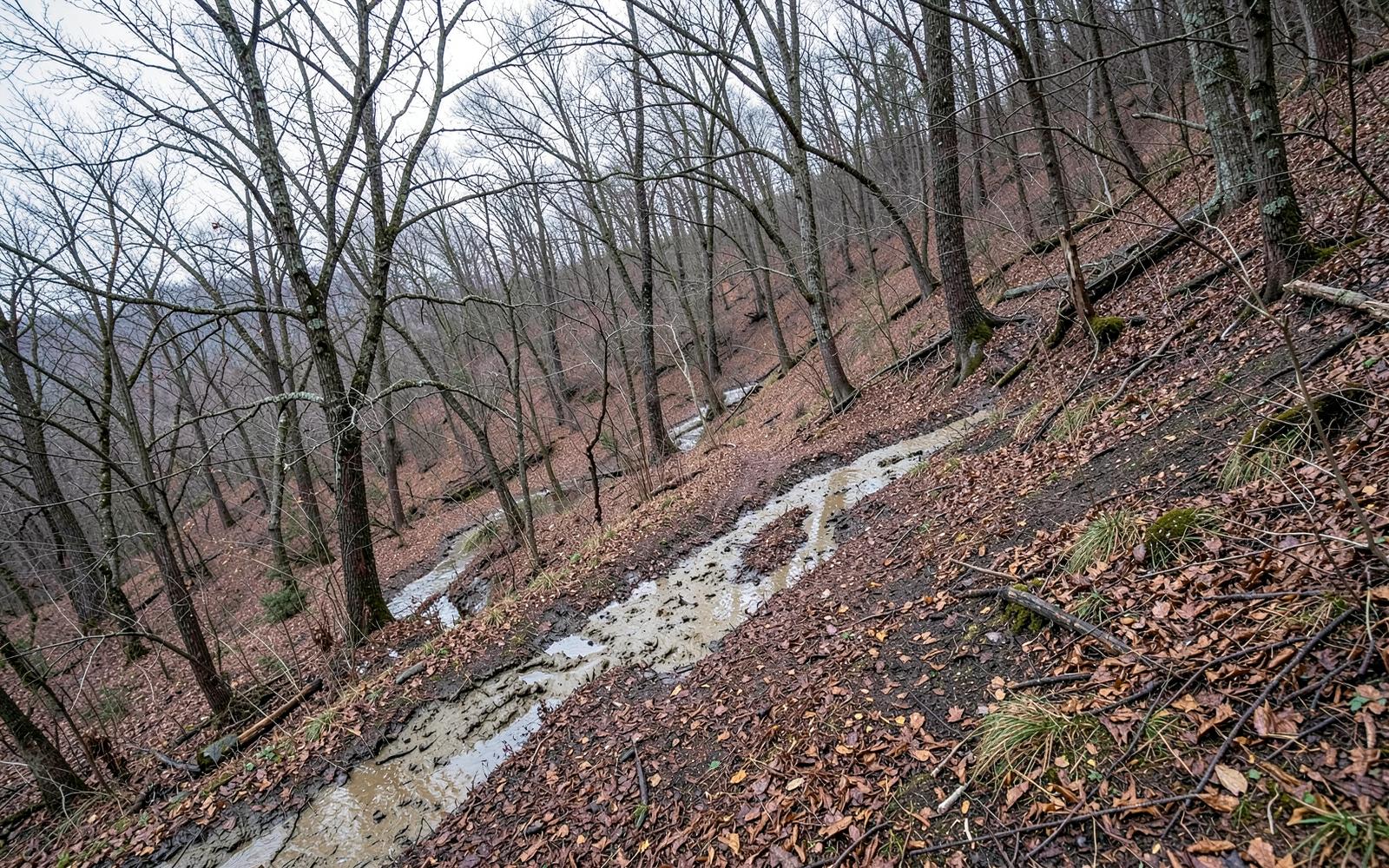 Is Forestry Mulching Right for Steep or Wet Ground?