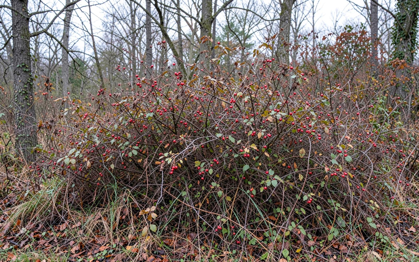 Killing Honeysuckle, Autumn Olive, and Multiflora Rose for Good