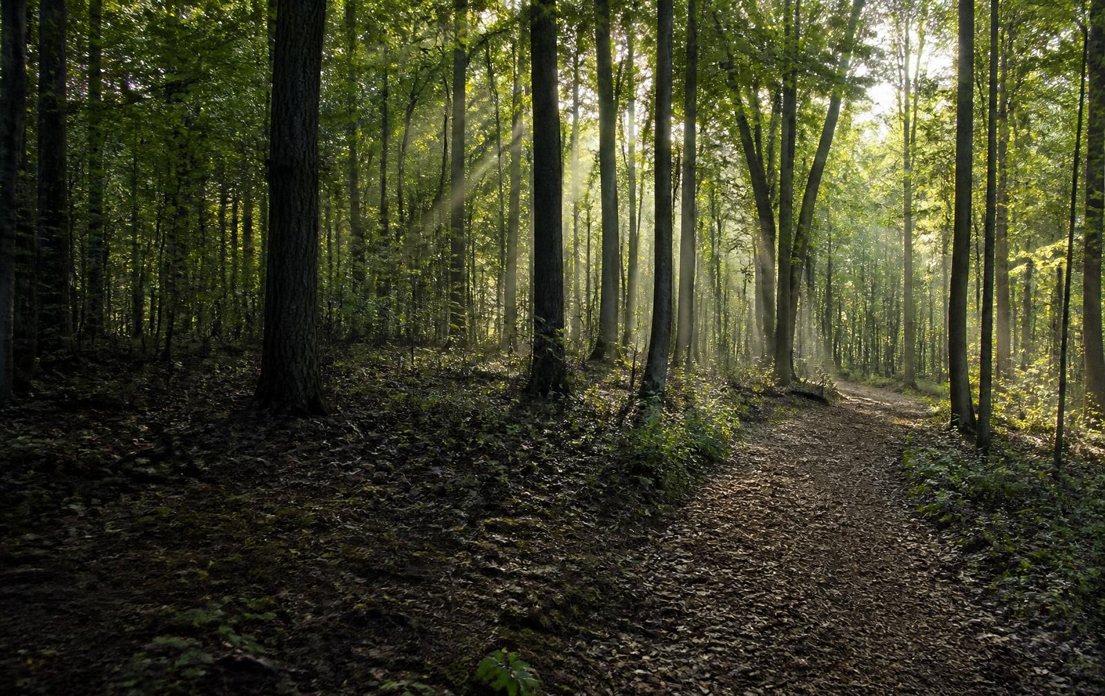 Mulched trail curving through mature Indiana hardwood timber with the understory cleared and wood chips on the ground