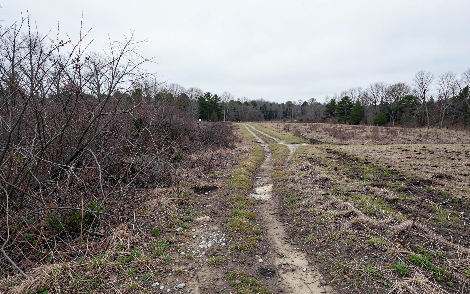 Turning Neglected Acreage Into Usable Land: A Realistic Timeline and Budget